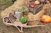 Wooden wheelbarrow with straw bale, watering can, hydrangea inflorescence, squash and pumpkins in the garden, Sarthe, France