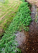 Watercress by a stream, Sarthe, France