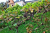 Bunch of grapes after an attack of mildew, Côteau-du-loir, South Sarthe, France