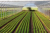 Greenhouse lettuce growing at Seuru, sustainable agriculture, lettuce for wholesale market, Rungis, etc., Champagne, Sarthe, France