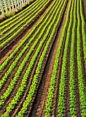 Greenhouse lettuce growing at Seuru, sustainable agriculture, lettuce for wholesale market, Rungis, etc., Champagne, Sarthe, France