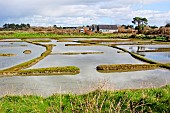 Lasne salt marshes near Saint Armel, Golfe du Morbihan, Southern Brittany, France