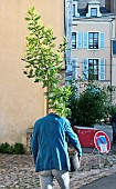 Man carrying a potted mimosa, returning from the fête des cours et des jardins, la fête des plantes, Le Mans, Sarthe, France