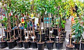 Sale of potted fruit trees, a party between courtyards and gardens in the Plantagenet town, Vieux-Mans, Le Mans, Sarthe, France