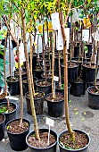 Sale of potted fruit trees, a party between courtyards and gardens in the Plantagenet town, Vieux-Mans, Le Mans, Sarthe, France