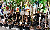 Sale of potted fruit trees, a party between courtyards and gardens in the Plantagenet town, Vieux-Mans, Le Mans, Sarthe, France
