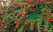 Red-bay Cotoneaster, Le Mans, Sarthe, France