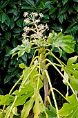 Japanese Aralia (Fatsia japonica), inflorescence, France