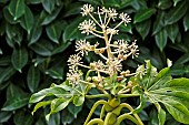 Japanese Aralia (Fatsia japonica), inflorescence, France