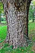 Trunk of cork oak (Quercus suber), jardin des plantes, Le Mans, Sarthe, France