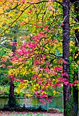 Autumn foliage, Jardin des plantes, Le Mans, Sarthe, France