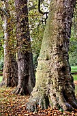 Horse chestnut (Aesculus hippocastanum) and oak (Quercus sp) trunks, Parc de Tesse, Le Mans, Sarthe, France