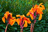 Canna flowers (Canna indica) from Reunion Island or Madagascar,