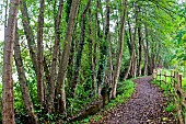 Country lane, Change, Sarthe, France