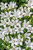 Campanula Get Mee white