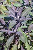 Purple sage (Salvia officinalis) Purpurascens