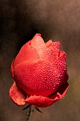 Red rose covered in dew on an autumn morning
