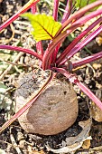 Bolivar beet