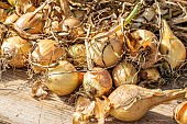 Yellow Onion Drying