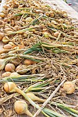 Yellow Onion Drying