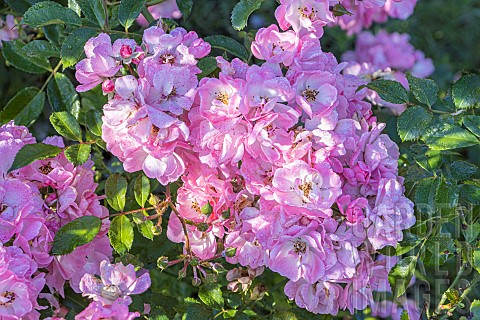 Rosa_Castor_Breeder_Barni_1987_flowers
