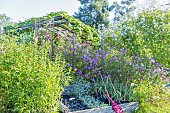 Buckwheat (Fagopyrum esculentum), Cosmos bipinnatus Sensation Radiance, Potager de lEcole du Breuil, Paris, France