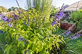 Salvia guaranitica Black & Blue, in bloom