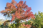 American Sweetgum, Liquidambar styraciflua Festival, in autumn