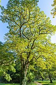 Black Locust, Robinia pseudoacacia