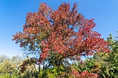 American Sweetgum, Liquidambar styraciflua Festival, in autumn