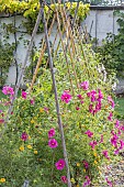 Tomatoes, Cosmos bipinnatus, Potager de lEcole du Breuil, Paris, France
