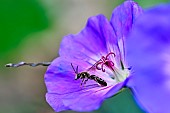 Commun Furrow-Bee (Lasioglossum calceatum) on a garden cranesbill flower, Bouxières aux dames, Lorraine, France