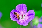 Honey bee (Apis mellifera) on a Geranium garden flower, Bouxières aux dames, Lorraine, France