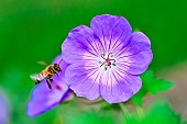 Honey bee (Apis mellifera) in flight on a Geranium garden flower, Bouxières aux dames, Lorraine, France