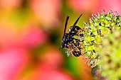 Asian predatory Hornet (Vespa velutina) capturing a honeybee (Apis mellifera) foraging on flowering ivy, Saizerais, Lorraine, France