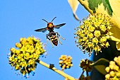 Asian predatory Hornet (Vespa velutina) foraging on flowering ivy, Saizerais, Lorraine, France