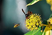 Asian predatory Hornet (Vespa velutina) foraging on flowering ivy with wasp in flight, Saizerais, Lorraine, France