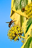 Asian predatory Hornet (Vespa velutina) foraging on flowering ivy, Saizerais, Lorraine, France