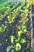 Sowing of black radish Gros Rond dHiver