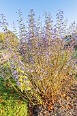 Trumpet Spurflower, Isodon longituba, in bloom