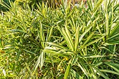 Invasive dwarf bamboo, Pleioblastus fortunei Variegatus