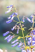 Trumpet Spurflower, Isodon longituba, flowers