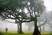 Trekking in the century-old laurel tree forest in the mist. Fanal. Madeira island. Portugal.