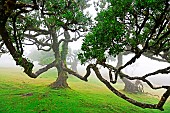 The century-old laurel tree forest in the mist. Fanal. Madeira island. Portugal.