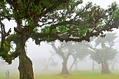 The century-old laurel tree forest in the mist. Fanal. Madeira island. Portugal.