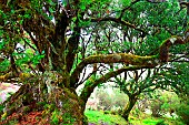 The century-old laurel tree forest in the mist. Fanal. Madeira island. Portugal.