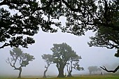 The century-old laurel tree forest in the mist. Fanal. Madeira island. Portugal.