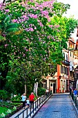 A flowered street in Funchal, the capital. Madeira island. Portugal.