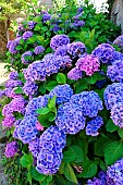 Bunch of Hydrangea in spring. Madeira island. Portugal.