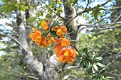 Michay (Berberis trigona), Berberidaceae native to Chile, spring flowering, Villarrica National Park, Araucania Region, Chile